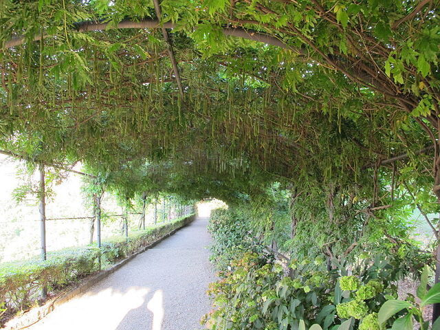 Plants in Giardino Bardini