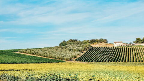 Fields of Sunflowers, Tuscany