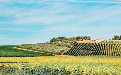 Fields of Sunflowers, Tuscany