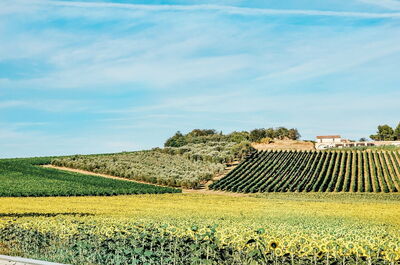 Fields of Sunflowers, Tuscany