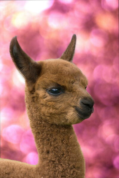 Alpaca