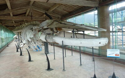 Natural History Museum, whale skeleton