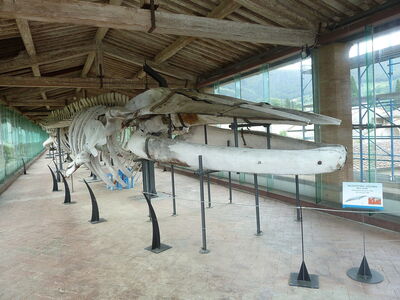 Natural History Museum, whale skeleton