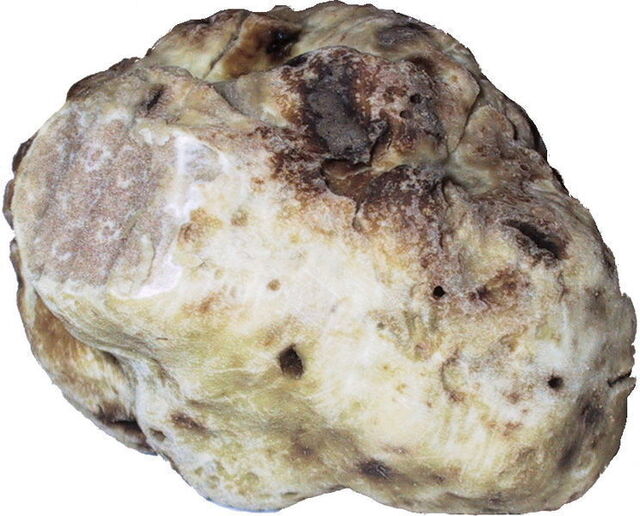 closeup of white truffle