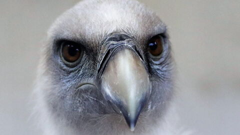 Griffon Vulture