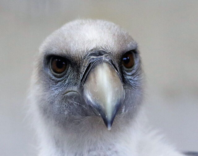 Griffon Vulture