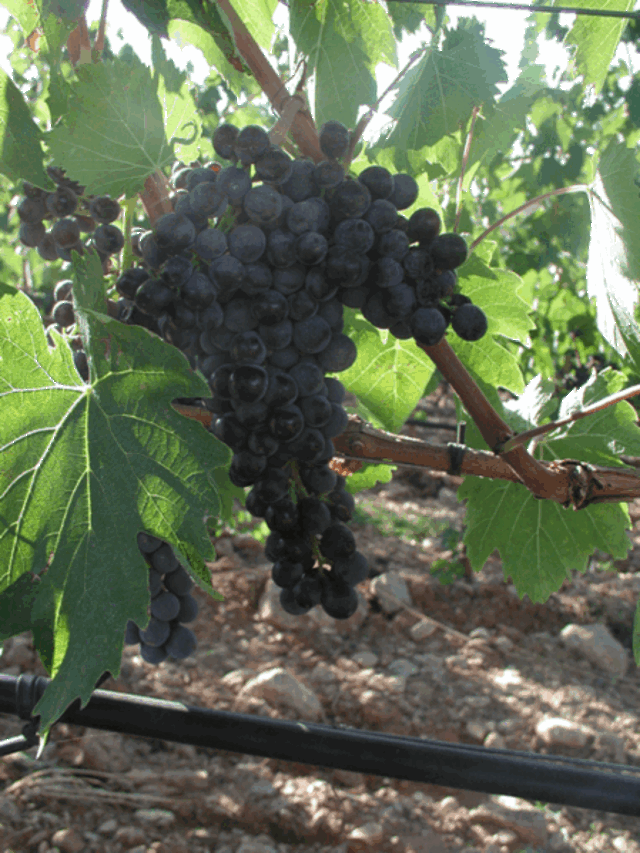 famous grapes of scansano