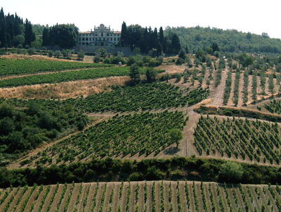 vineyards in chianti