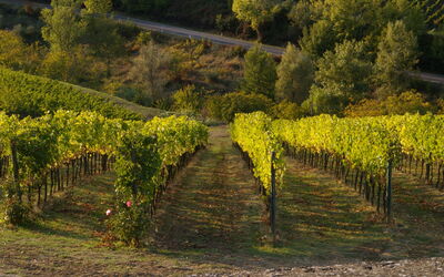 vineyard in chianti