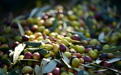 picked olives