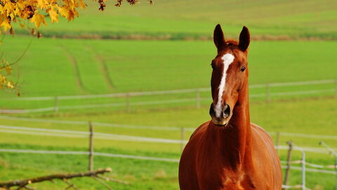 Horse in Siena
