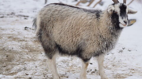 Cashmere Goat