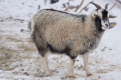 Cashmere Goat