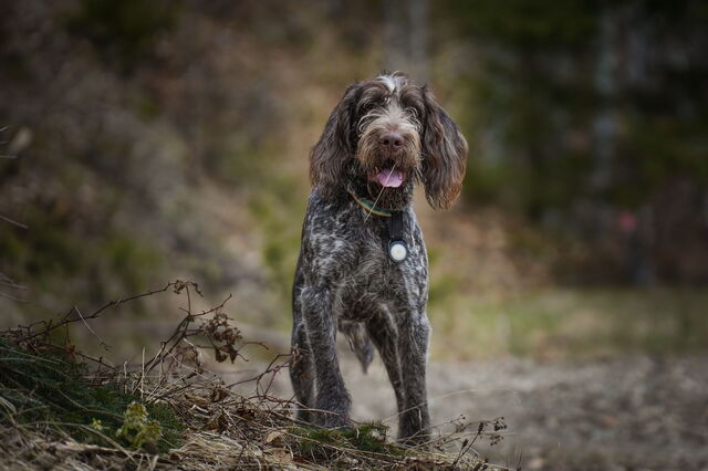 Truffle-hunting dog