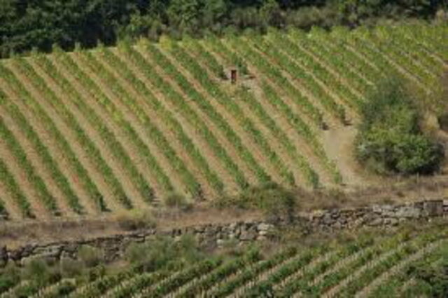 vineyards in chianti region