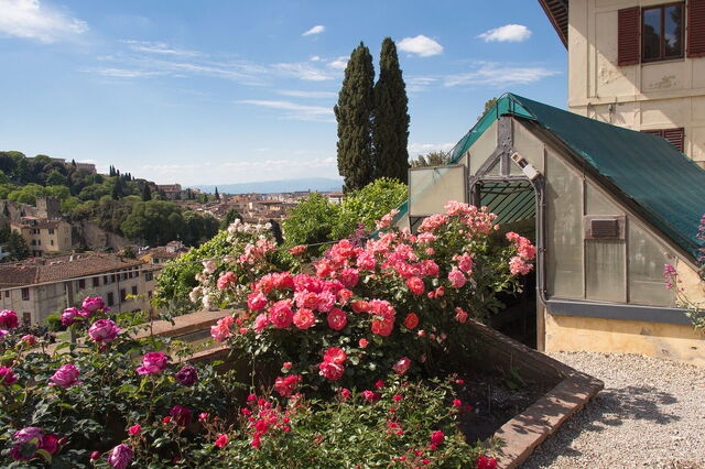 Pink roses in the Rose Garden of Florence