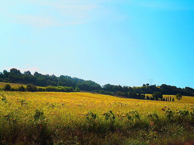 Sunflowers fields nearby Civitella
