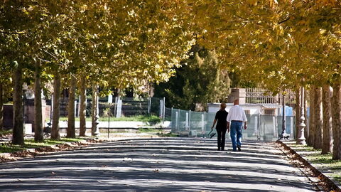 Walls of Lucca, trees
