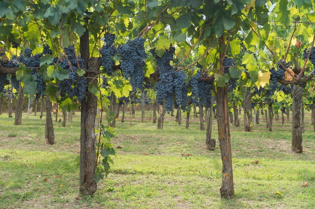 Vineyards, Chianti