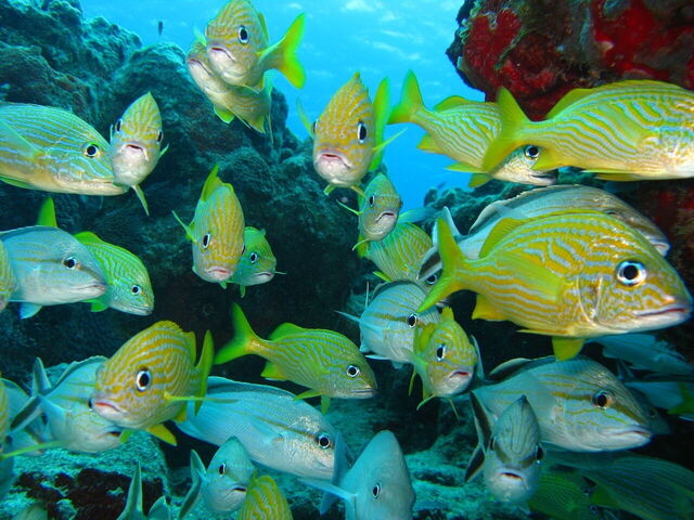 Fish