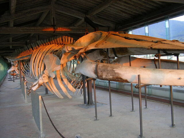 national history museum in certosa di calci