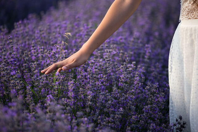Woman walking through lavender