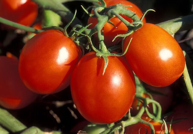 Tomatoes growing on vine