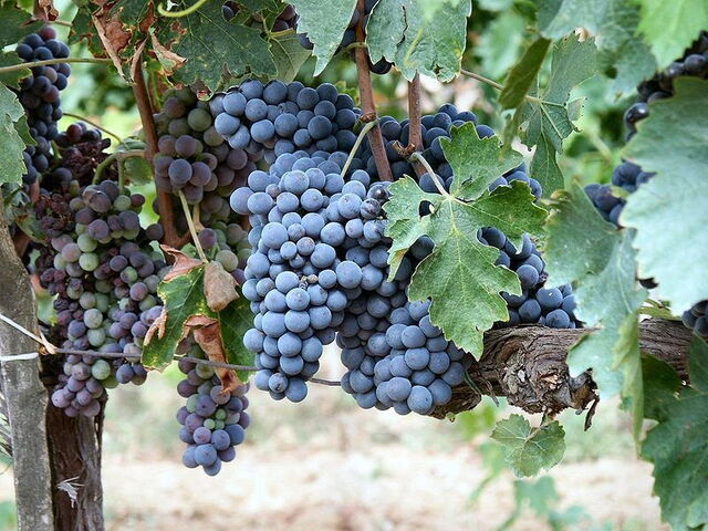 montalcino grapes