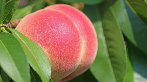 Peach