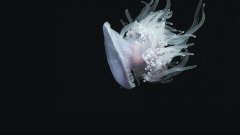 Jelly fish
