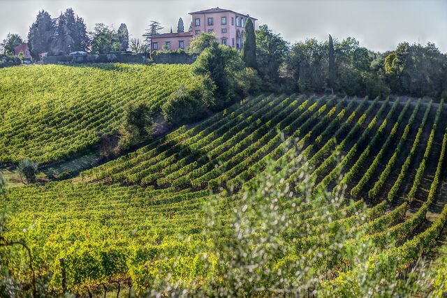 Vinyards in Bolgheri