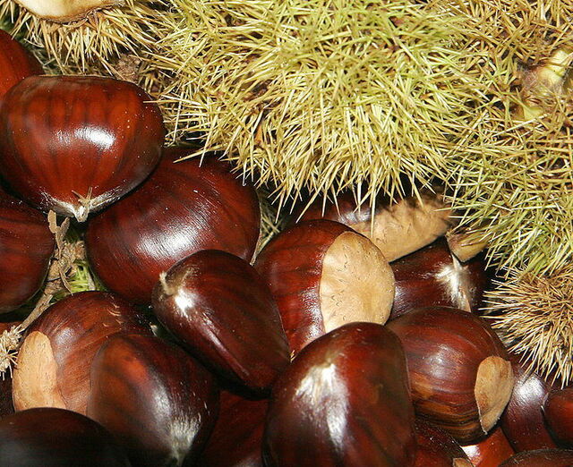 ripe chestnuts