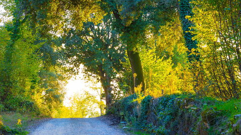 Some woods in Sovicille