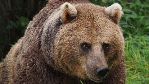 European Brown Bear