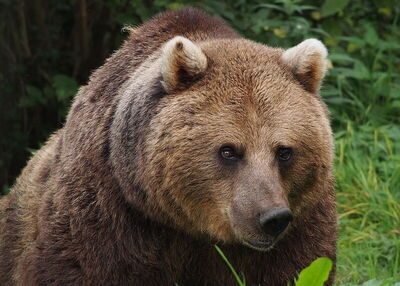 European Brown Bear