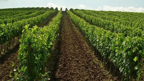 Vineyard in Tuscany