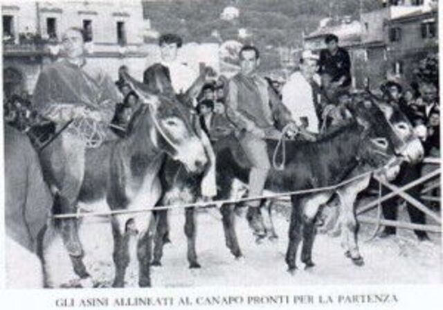 donkeys