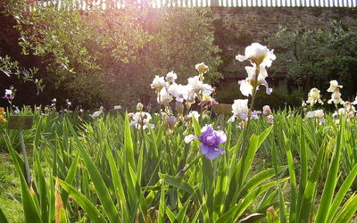 Flowers in the Iris Garden
