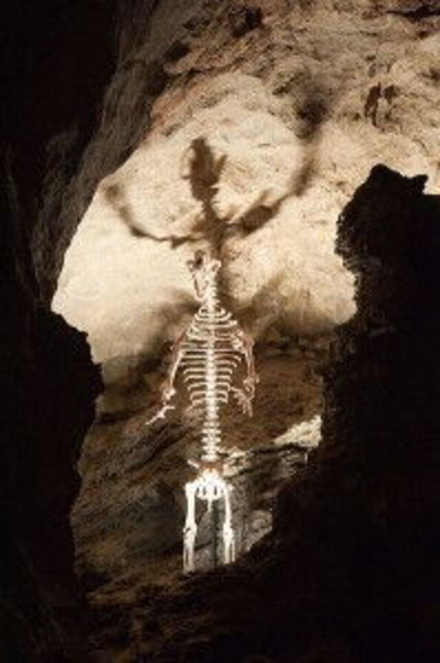 Grotta del Vento Ursus Skeleton