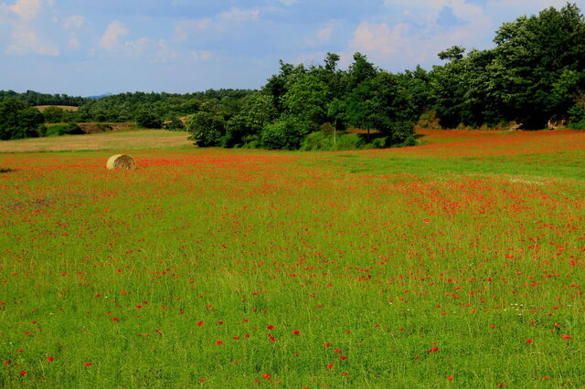 Poppies in Spring in Tuscany