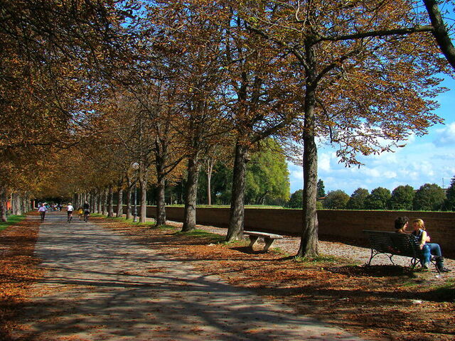 Top of Lucca's city walls