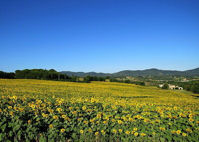 Reggello, sunflowers