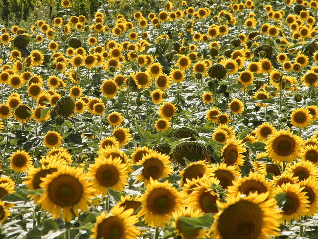Sunflowers