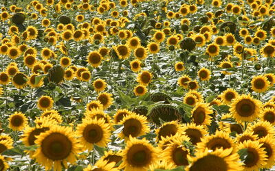 Sunflowers