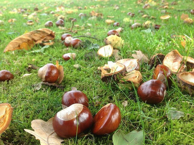 Ripened chestnuts
