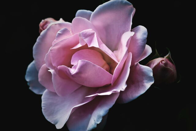 A pink rose