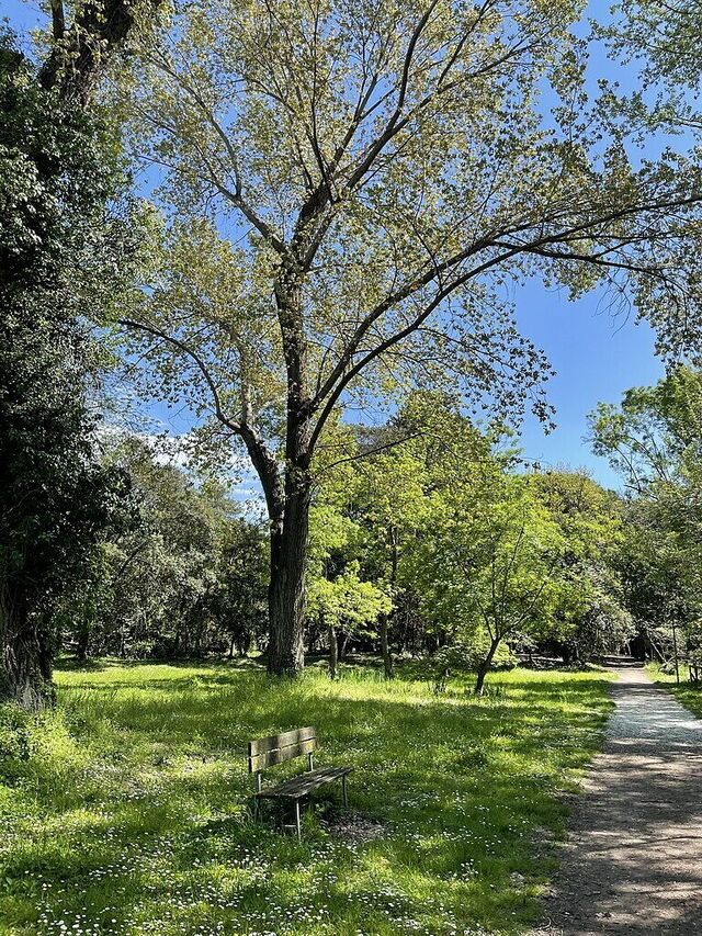Parco Pineta di Ponente, trees