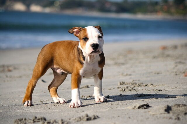 dog on beach holiday tuscany