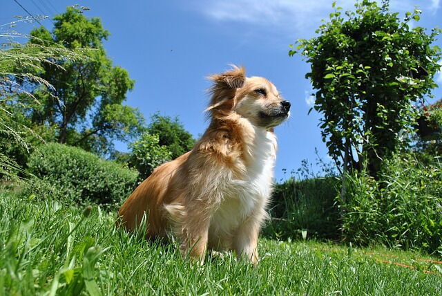 Bring your pet to tuscany