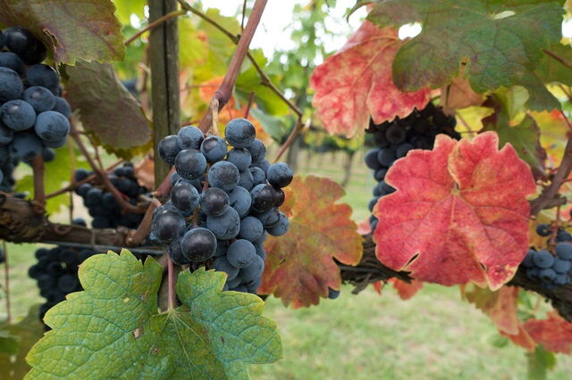 A vineyard